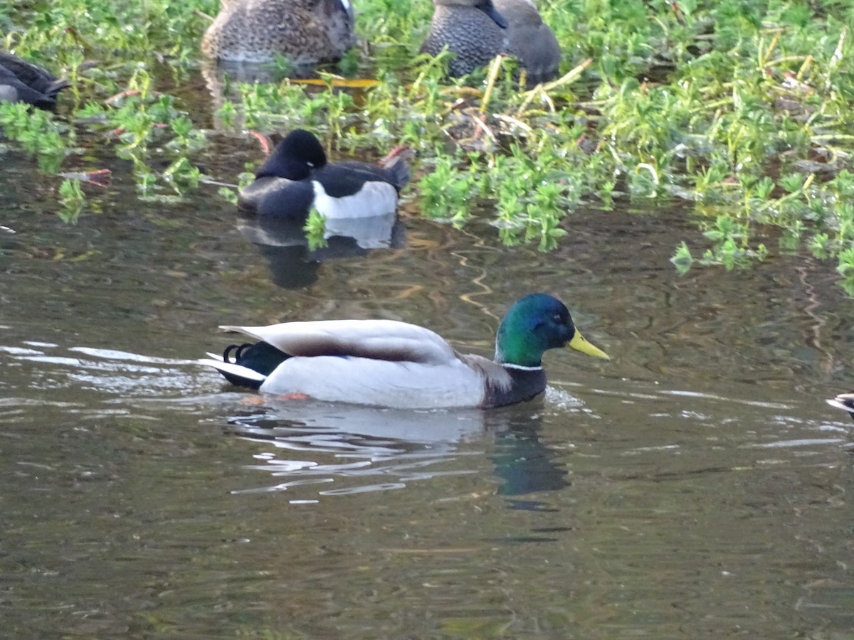 Зэрлэг нугас - ML645782832