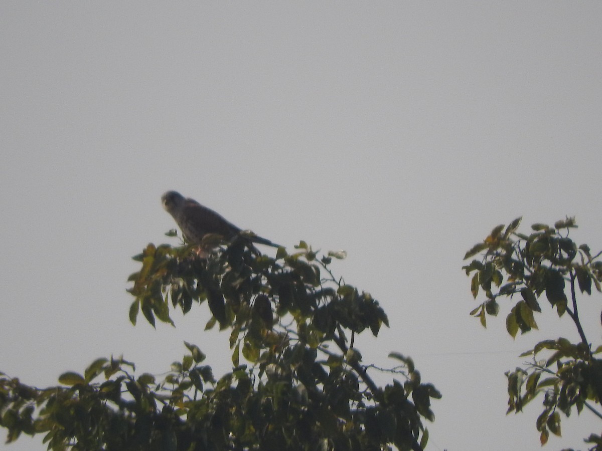 Пустельга - ML645782838