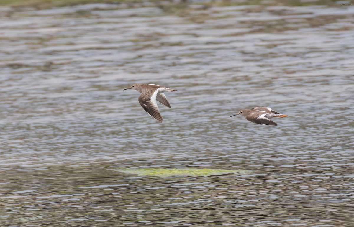 Травник - ML645782839