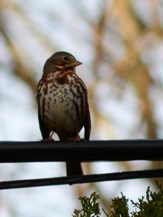 strnadec kaštanový - ML645782842