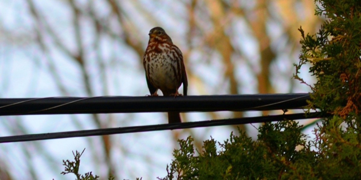 strnadec kaštanový - ML645782843