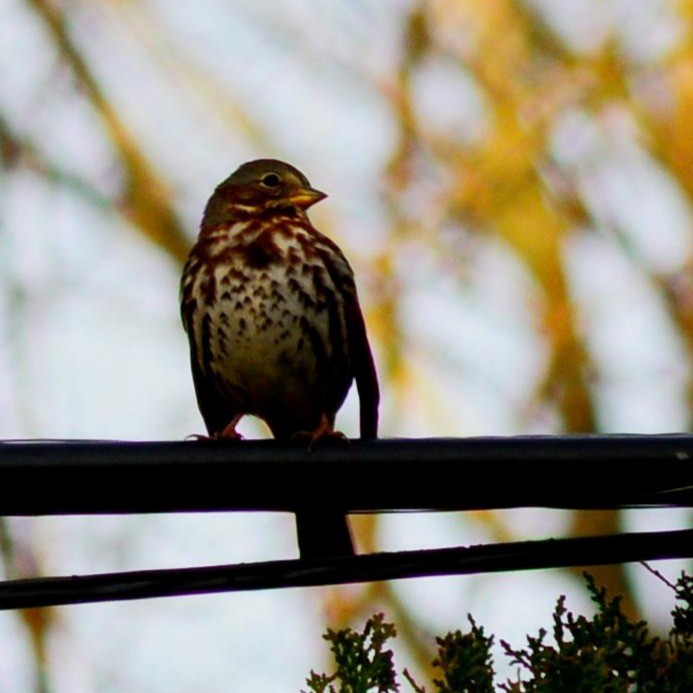 strnadec kaštanový - ML645782844