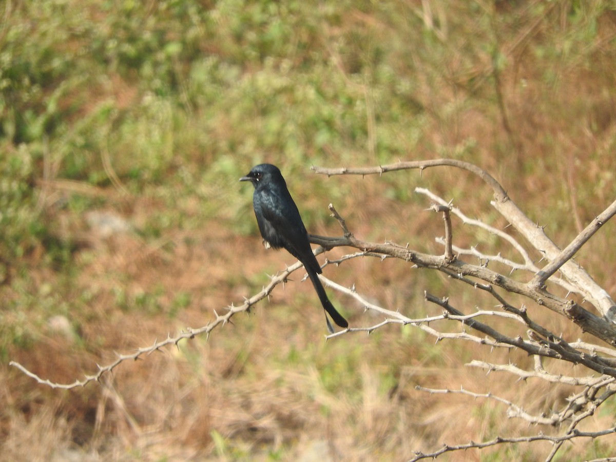 Черный дронго - ML645782845