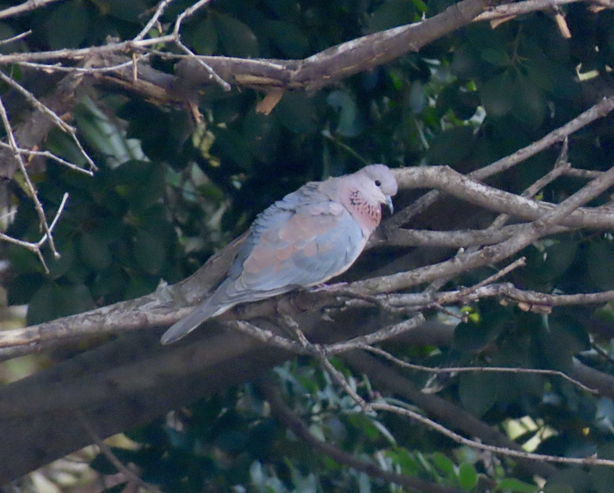 Малая горлица - ML645782848