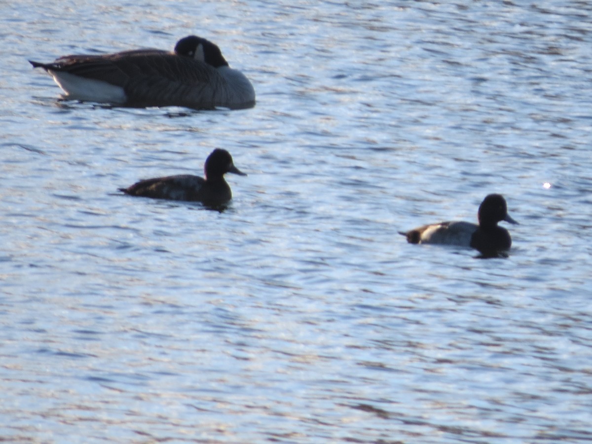 Морская/Малая морская чернеть - ML645782849