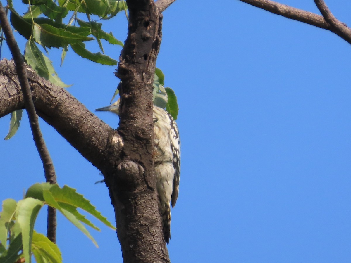 Желтолобый дятел - ML645782850