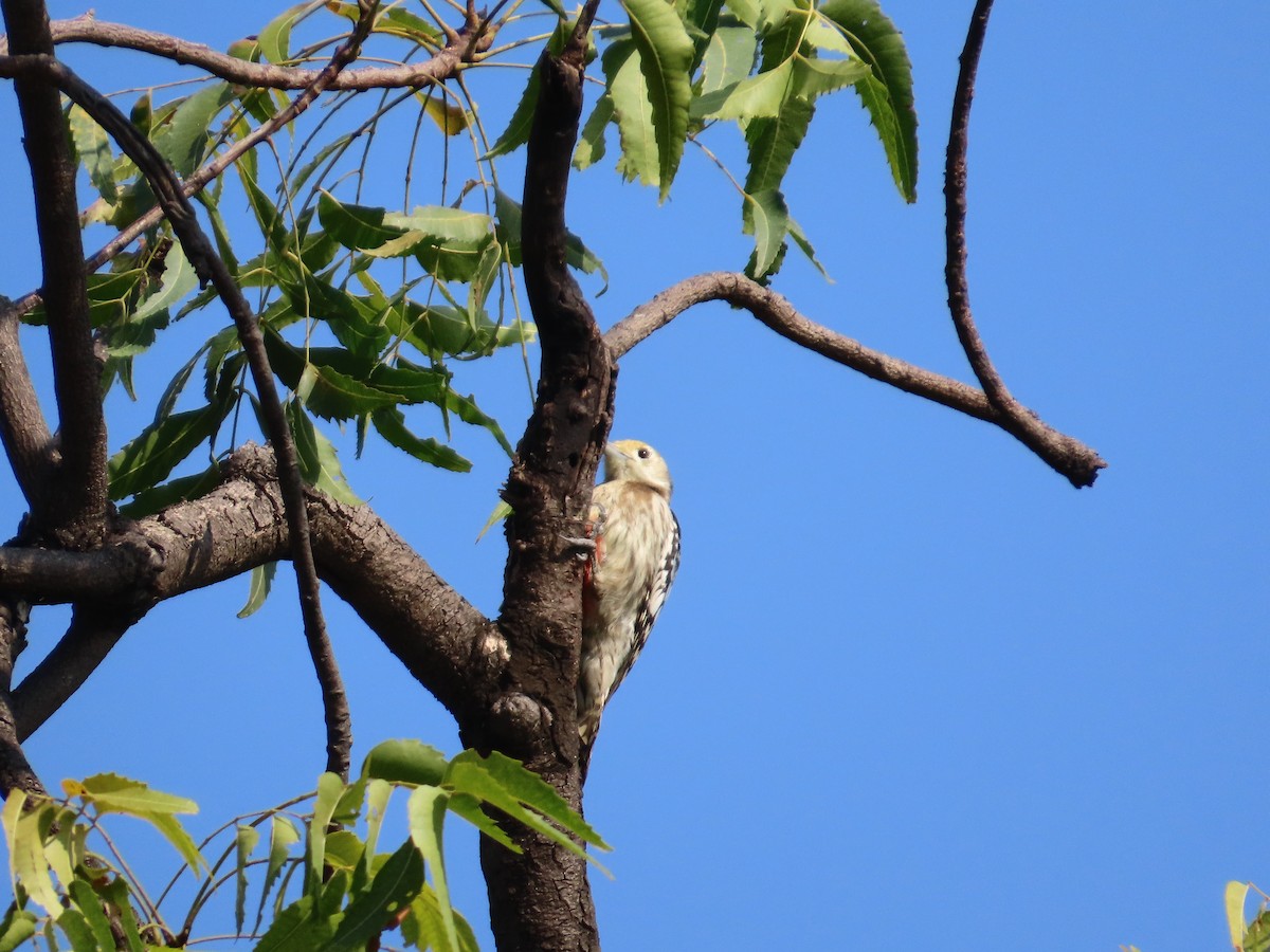Желтолобый дятел - ML645782851