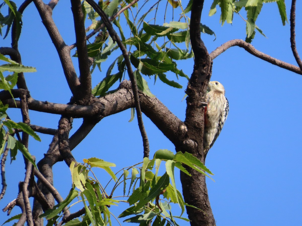 Желтолобый дятел - ML645782852