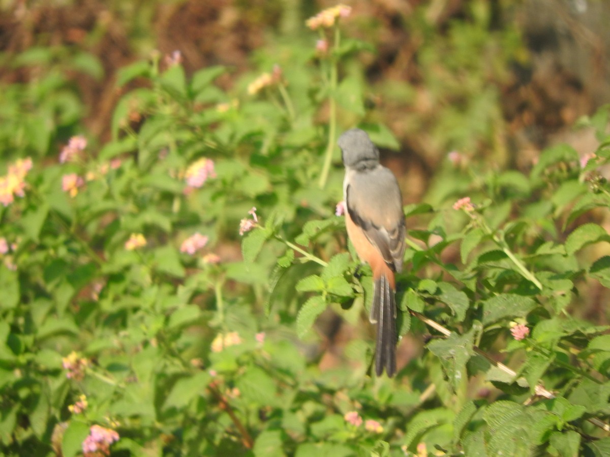 Длиннохвостый сорокопут - ML645782854