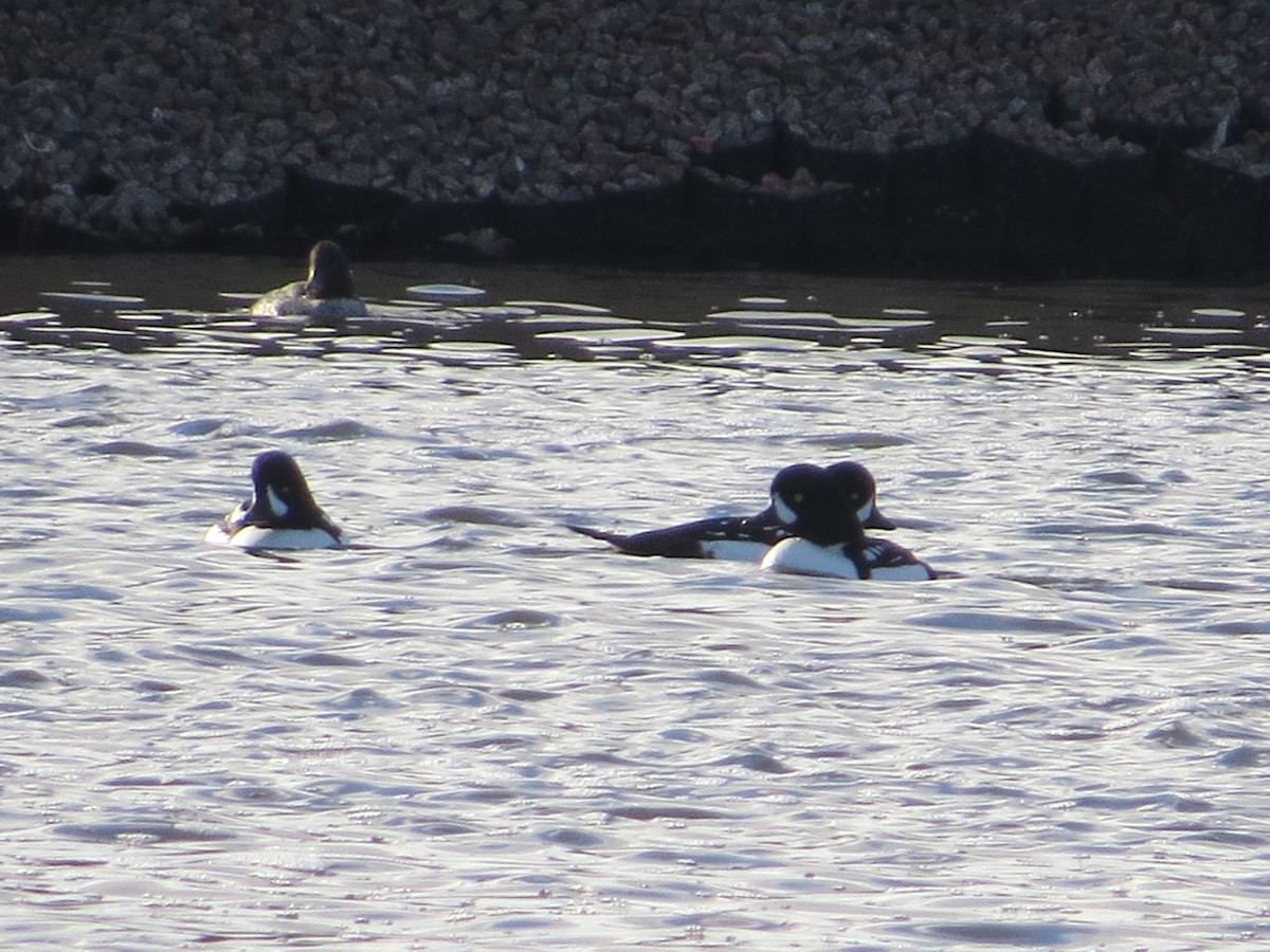 Исландский гоголь - ML645782859