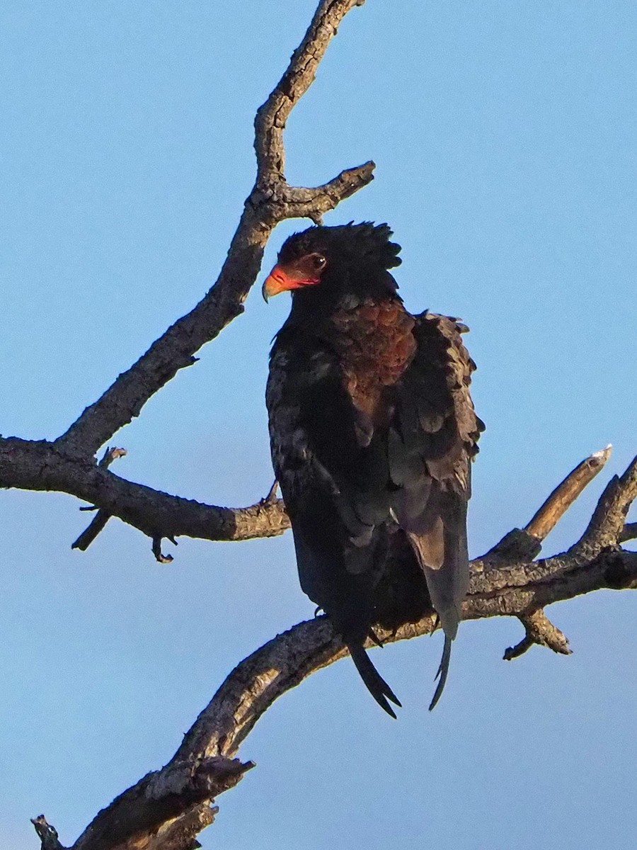 Cкоморох - ML645782861