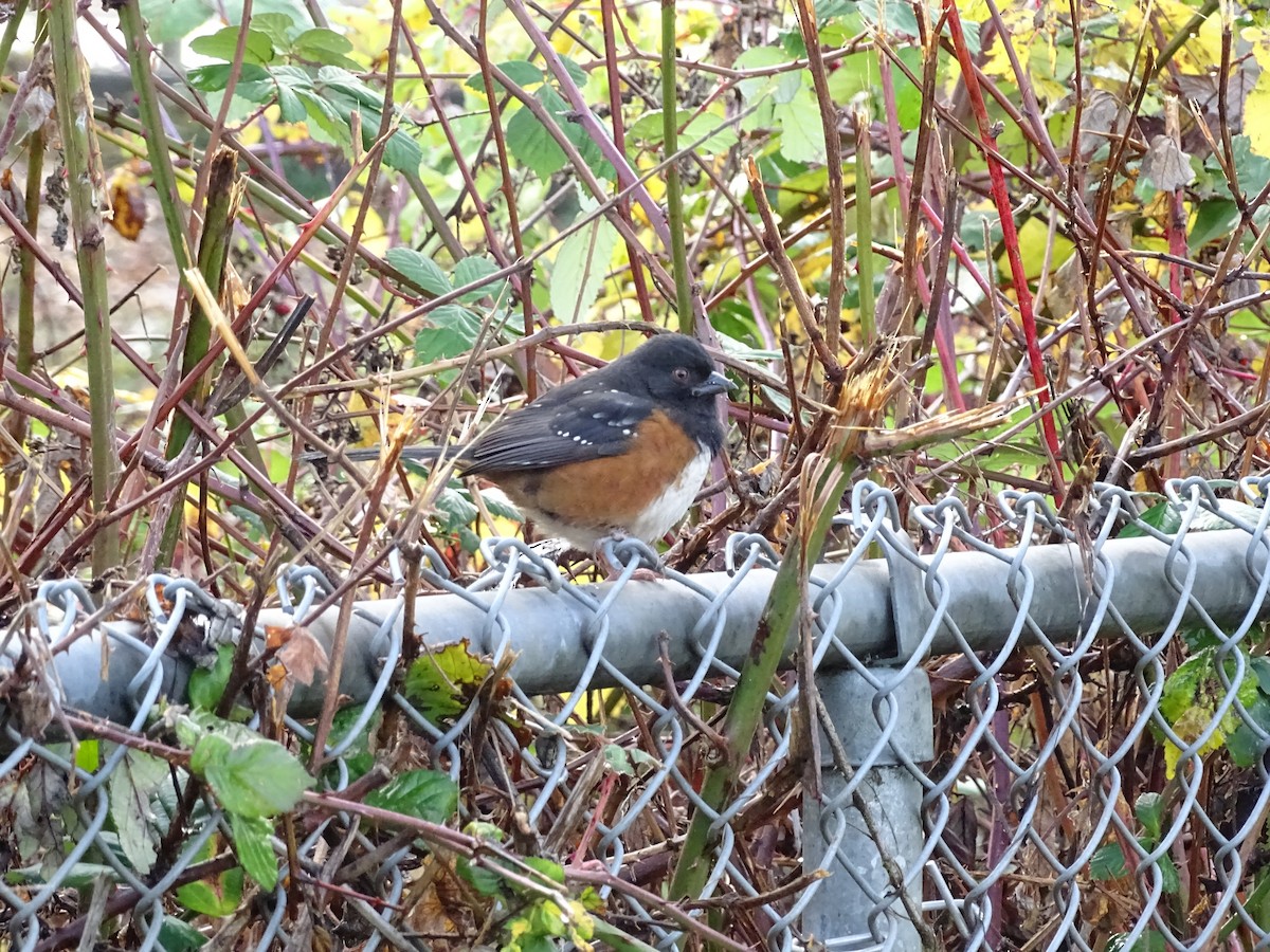 Пятнистый тохи - ML645782862