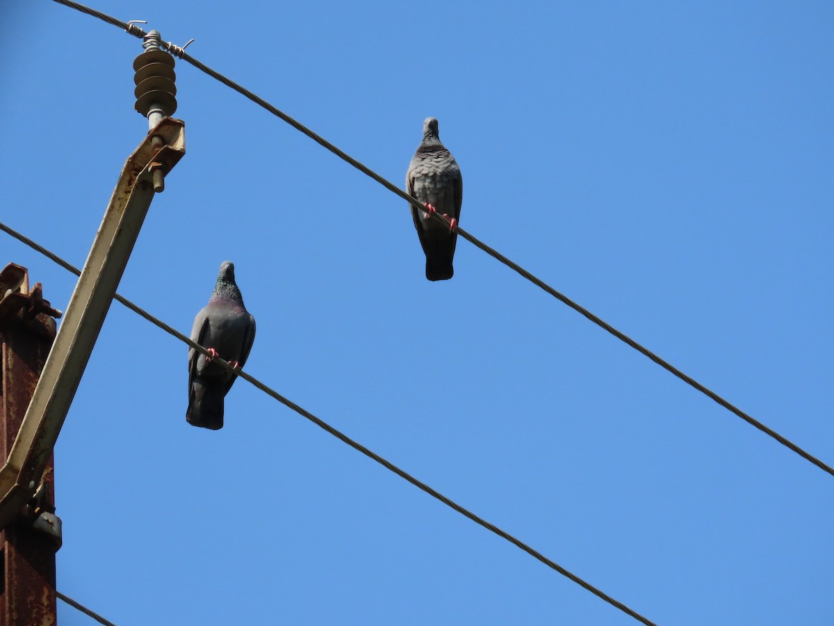 Сизый голубь (Одомашненного типа) - ML645782863