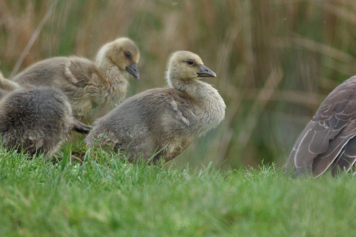 Серый гусь - ML645782864
