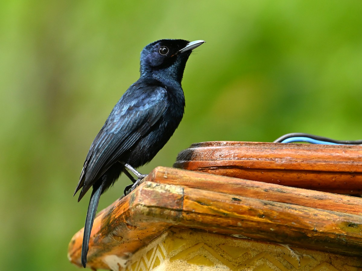 Блестящая миагра - ML645782866