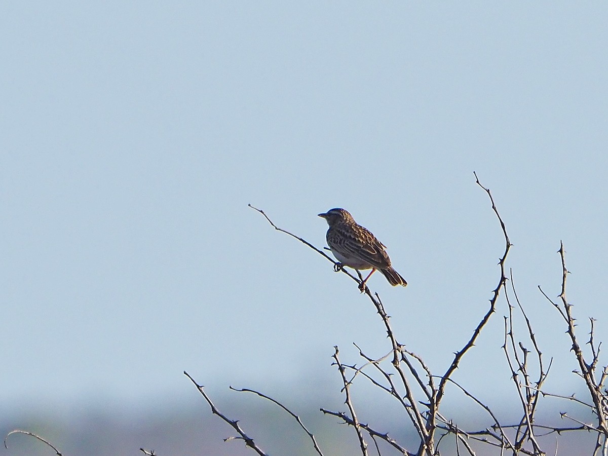 Южноафриканский жаворонок - ML645782869