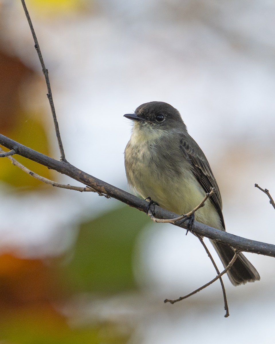 Moucherolle phébi - ML645782870