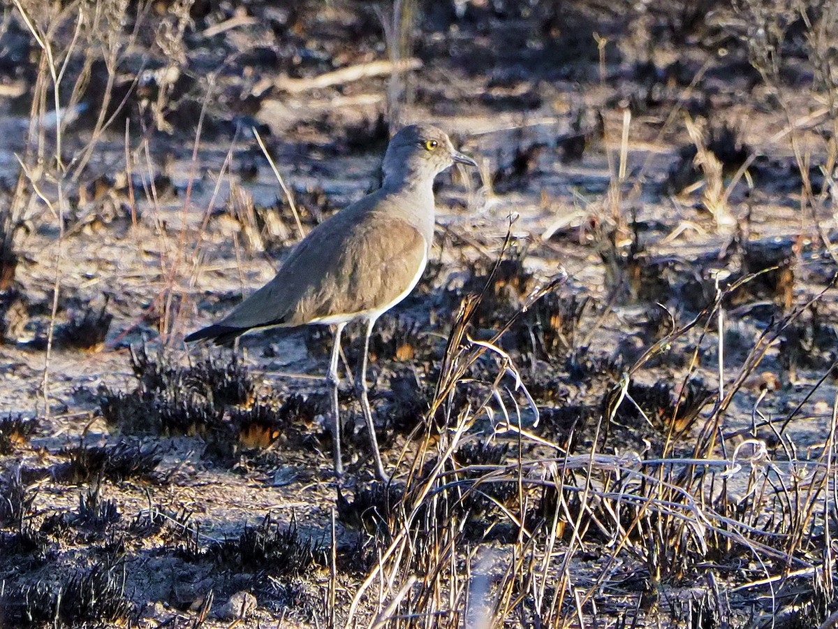 Траурный чибис - ML645782875