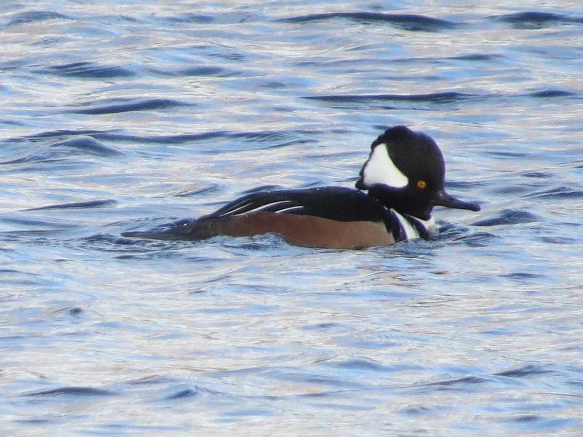 Капюшоновый крохаль - ML645782877