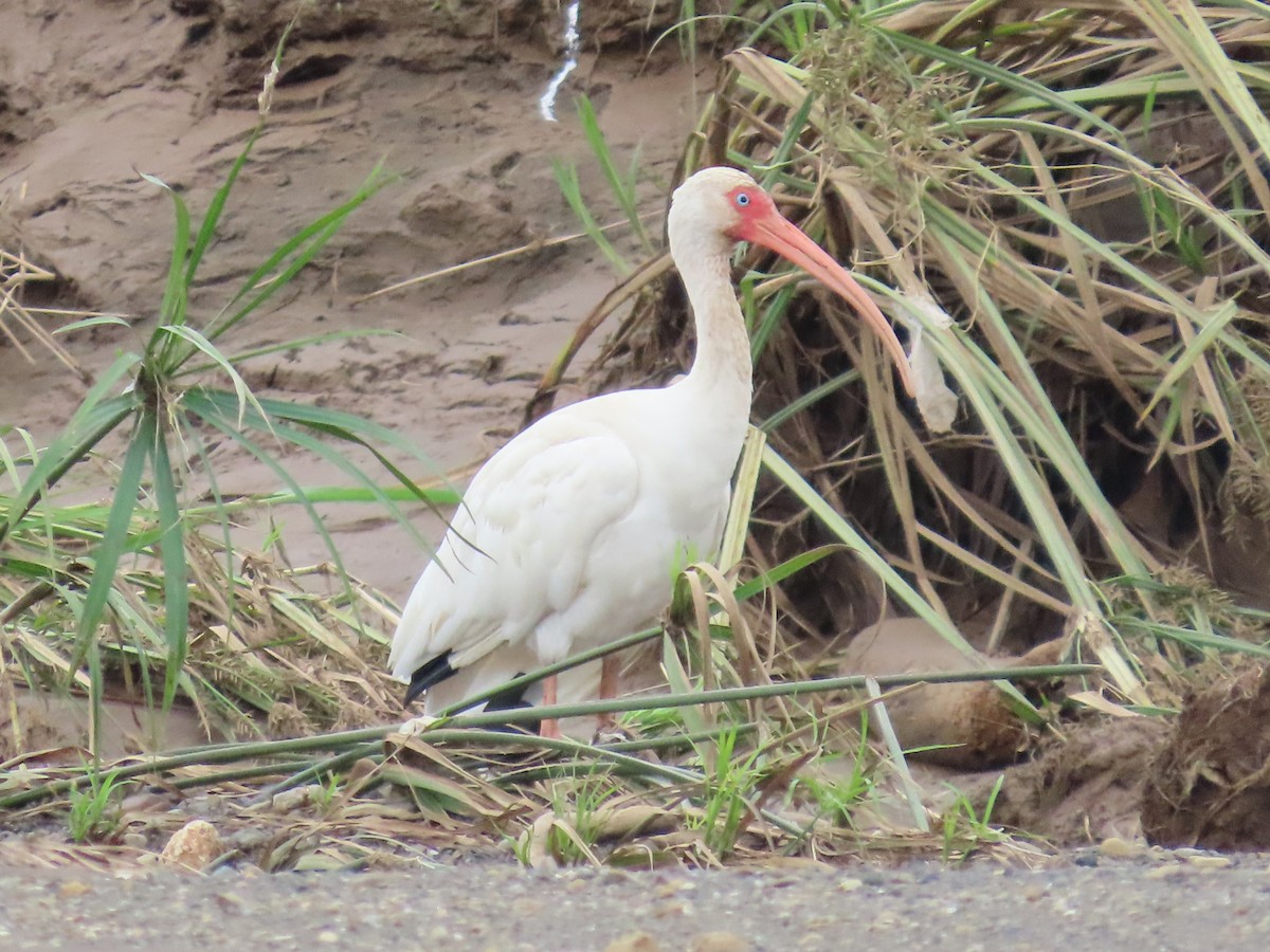 Белый ибис - ML645782878