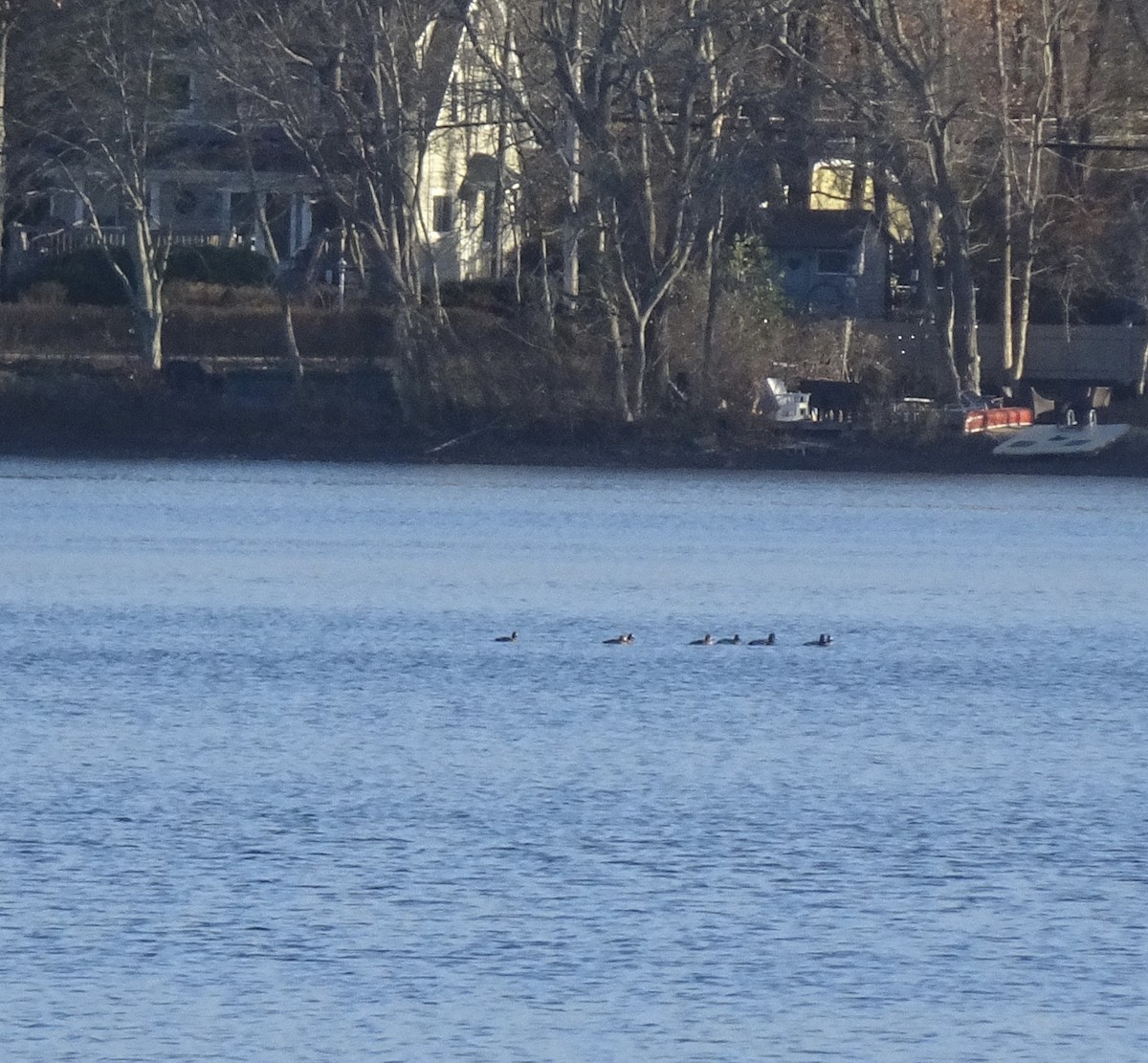 Малая морская чернеть - ML645782881