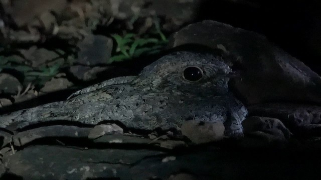 Sykes's Nightjar - ML645782884