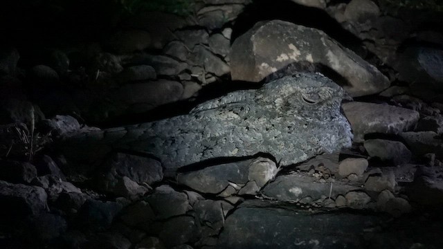 Sykes's Nightjar - ML645782885