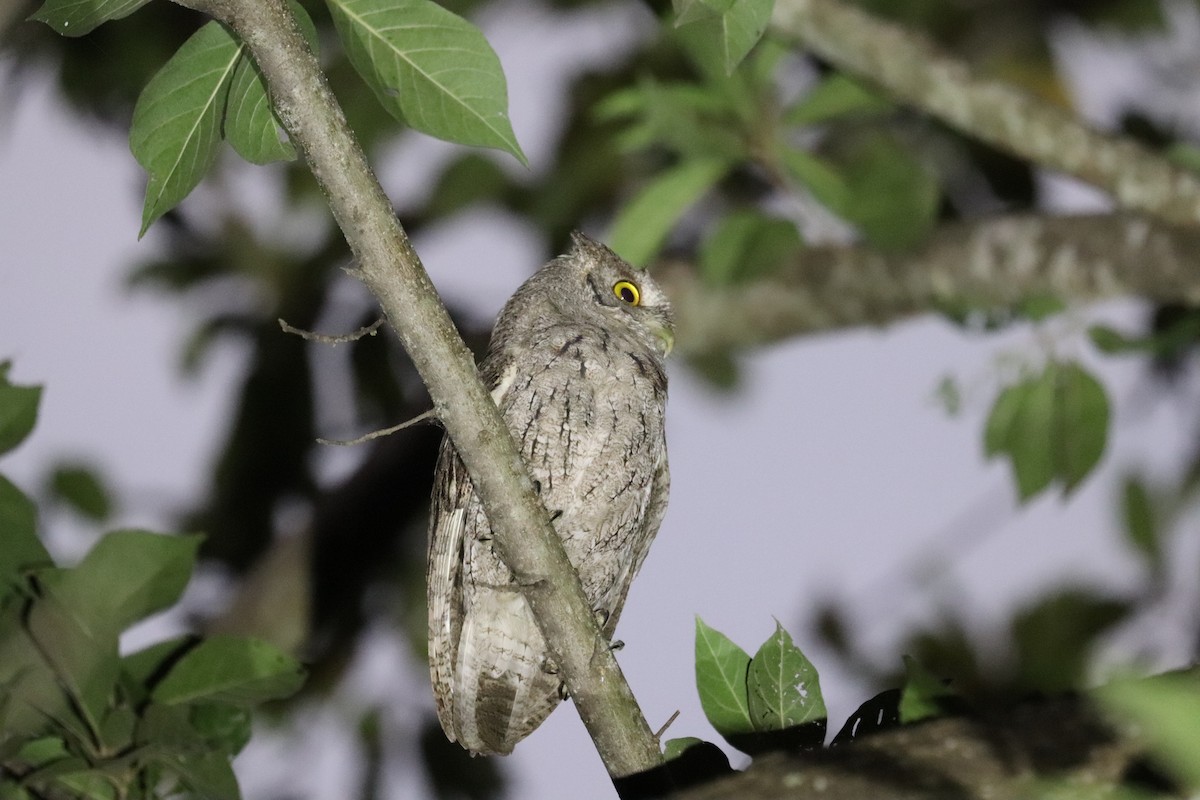 Pacific Screech-Owl - ML645782899