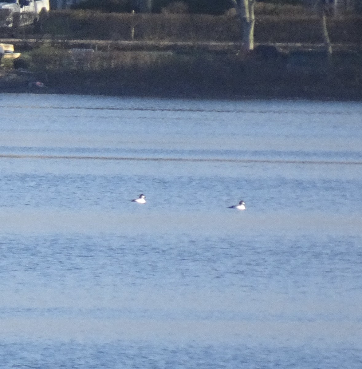 Common Goldeneye - ML645782901