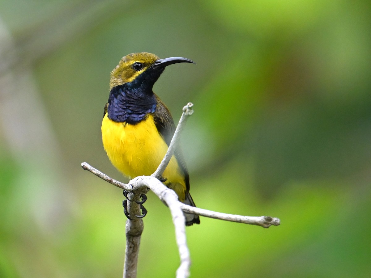 Sahul Sunbird - ML645782912