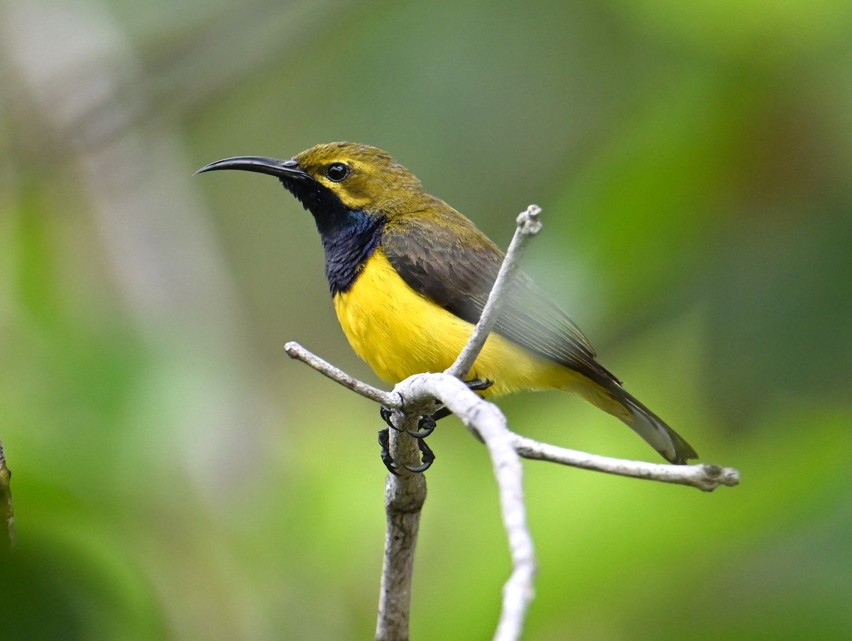Sahul Sunbird - ML645782913