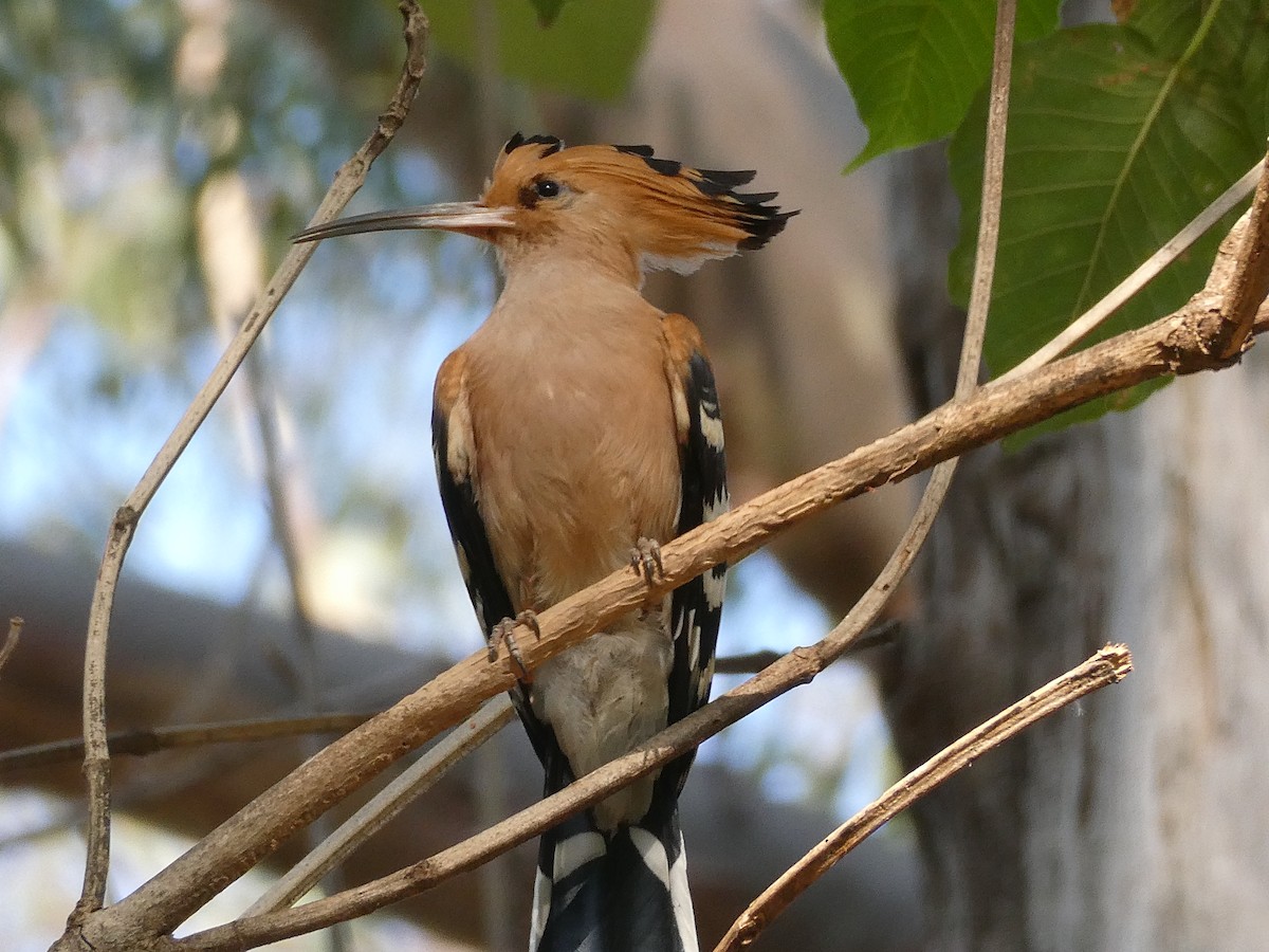 Madagascar Hoopoe - ML645782955
