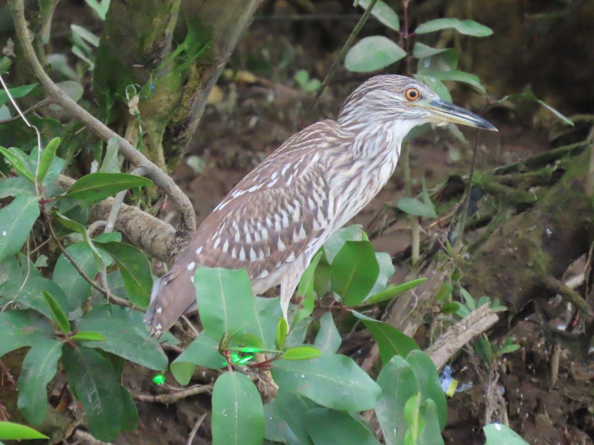 Black-crowned Night Heron - ML645782967