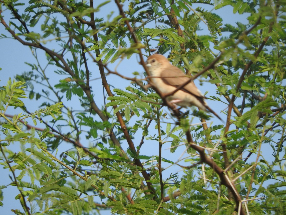 Indian Silverbill - ML645782972