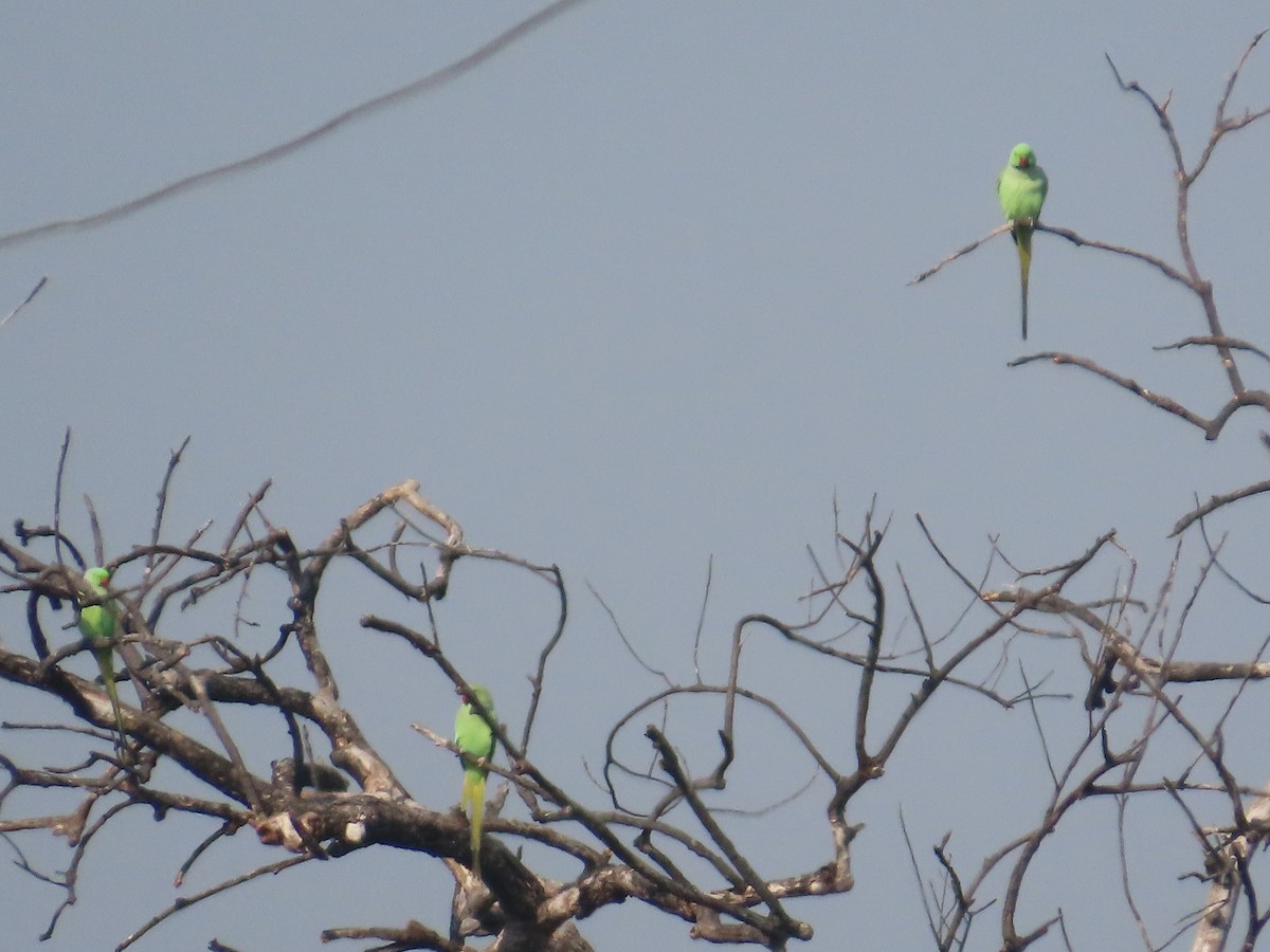 Rose-ringed Parakeet - ML645782973