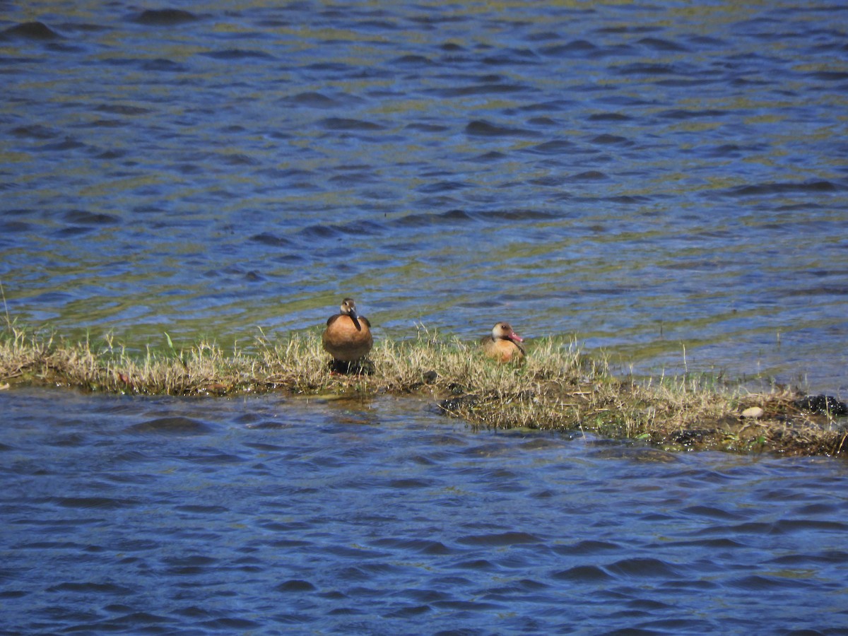 Brazilian Teal - ML645782974