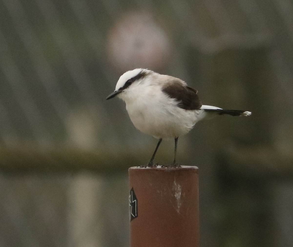 Masked Water-Tyrant - ML645782978