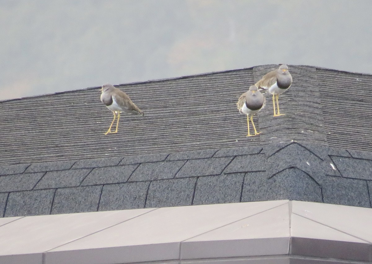 跳鴴 - ML645782979