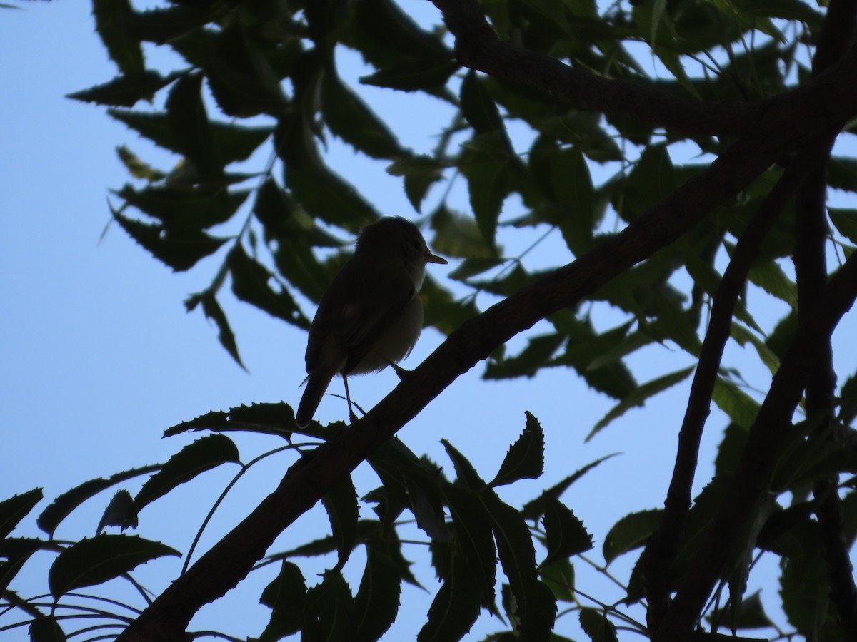 Booted Warbler - ML645782980