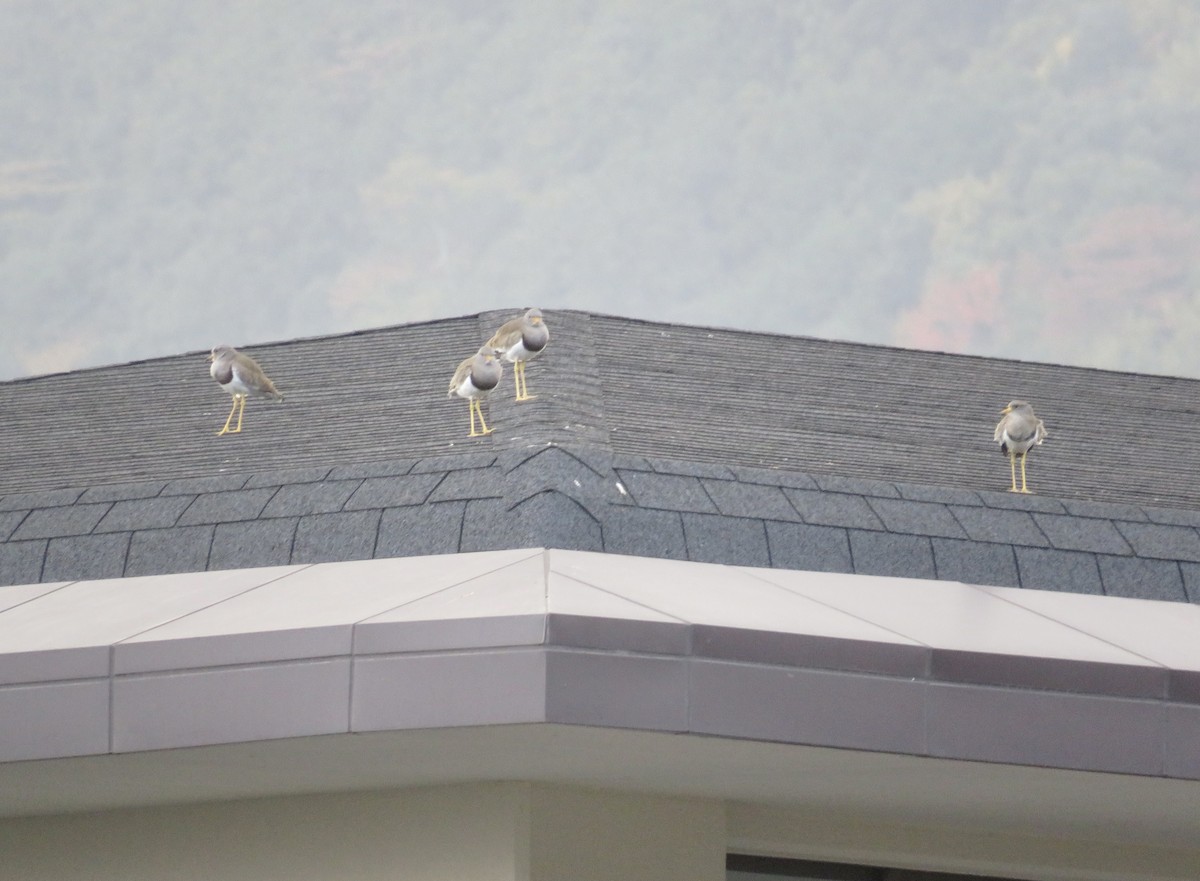 跳鴴 - ML645782983