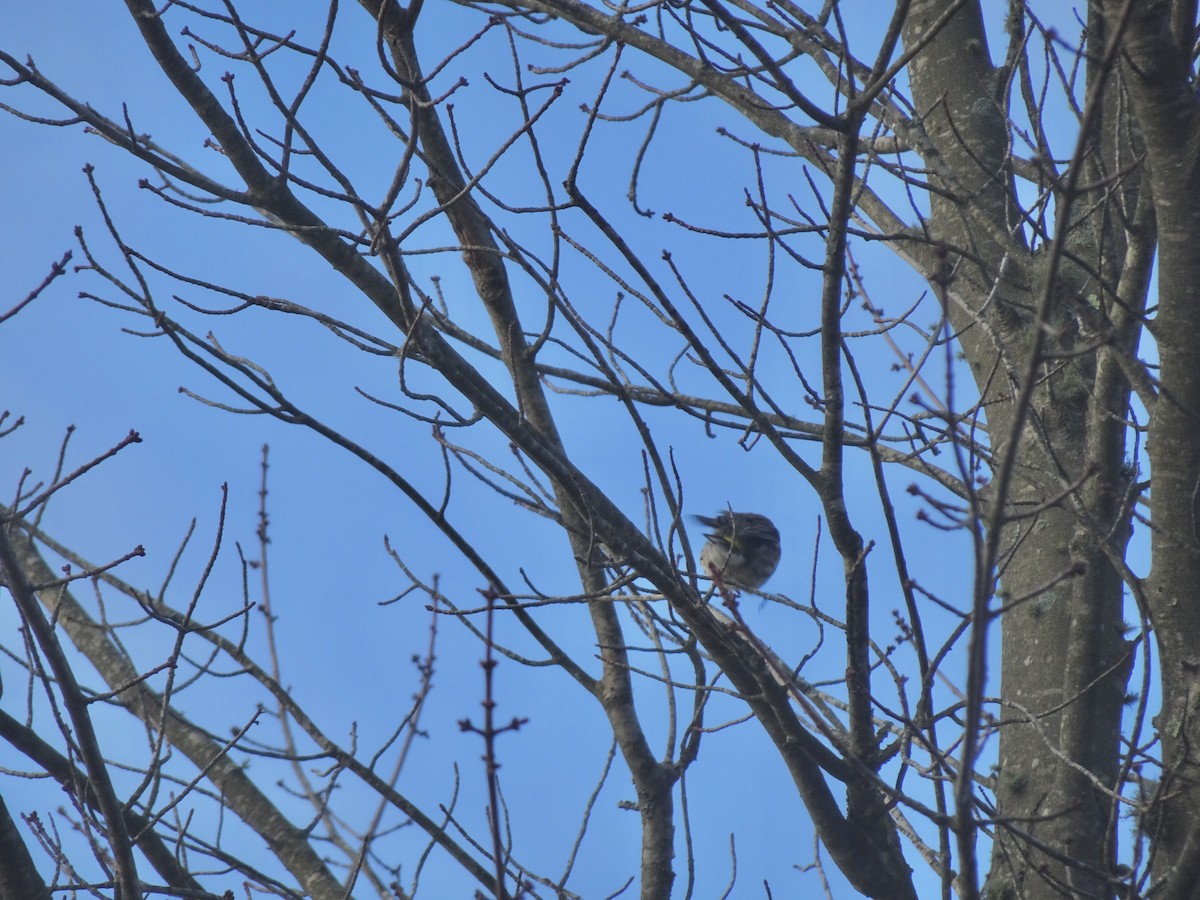 Yellow-rumped Warbler - ML645782984