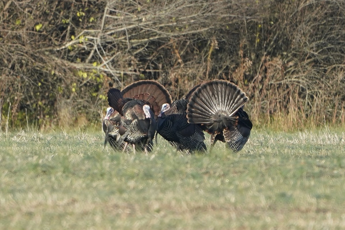 Wild Turkey - ML645782985