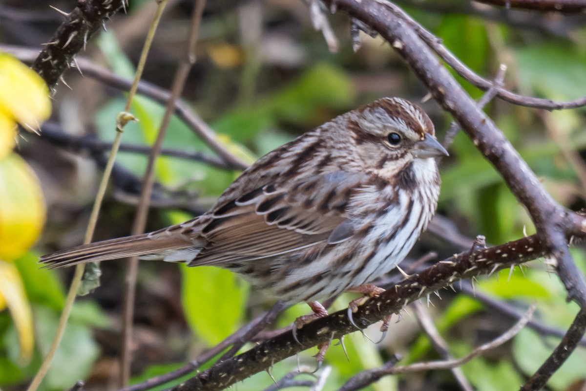Song Sparrow - ML645782989