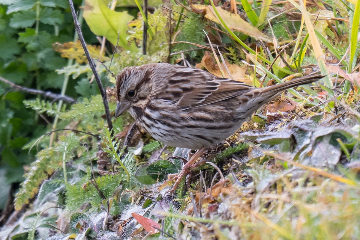 Song Sparrow - ML645782990