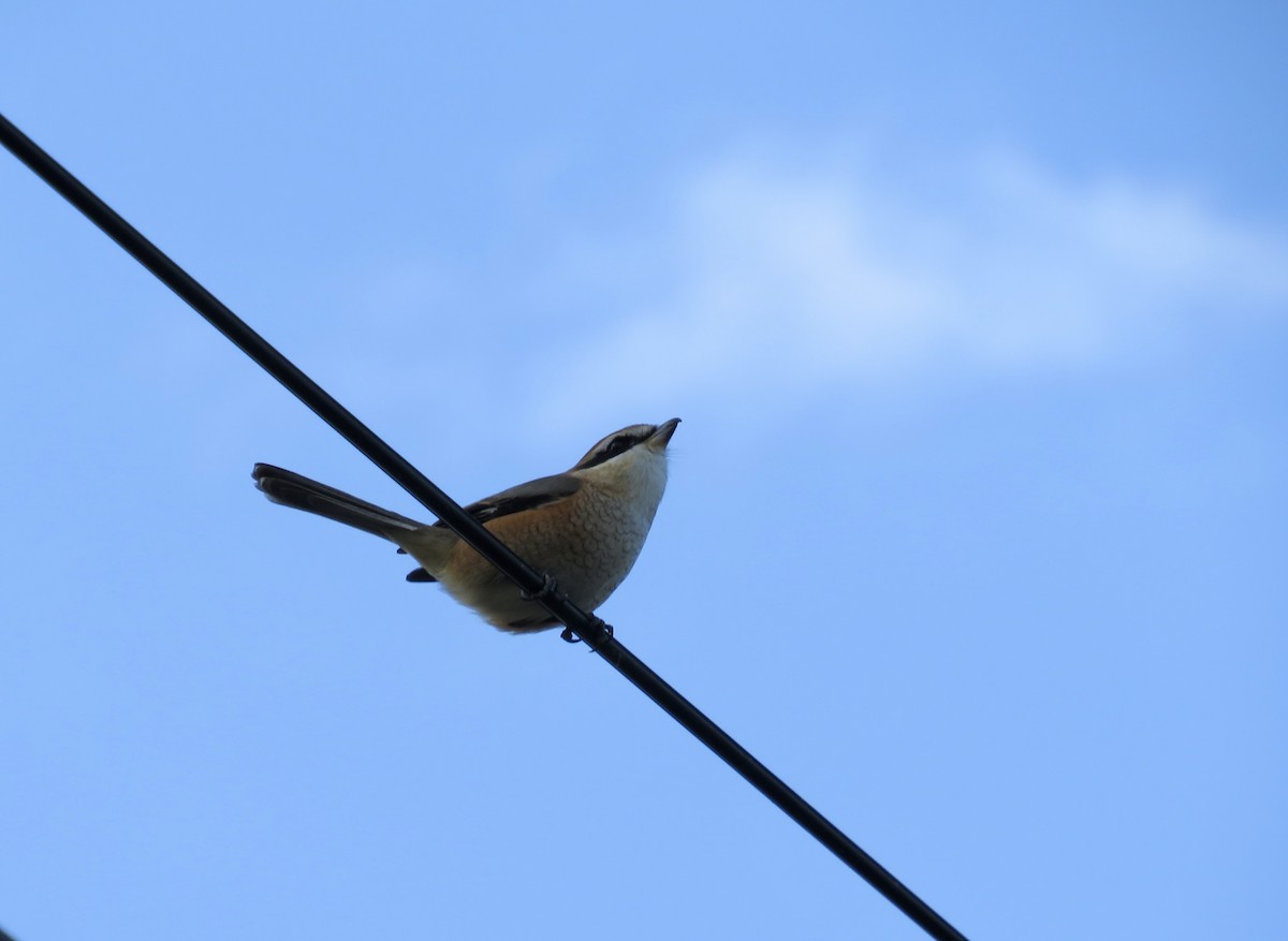 紅頭伯勞 - ML645782991