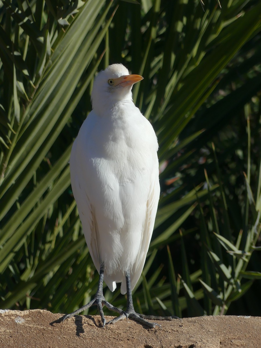 Western Cattle-Egret - ML645782992
