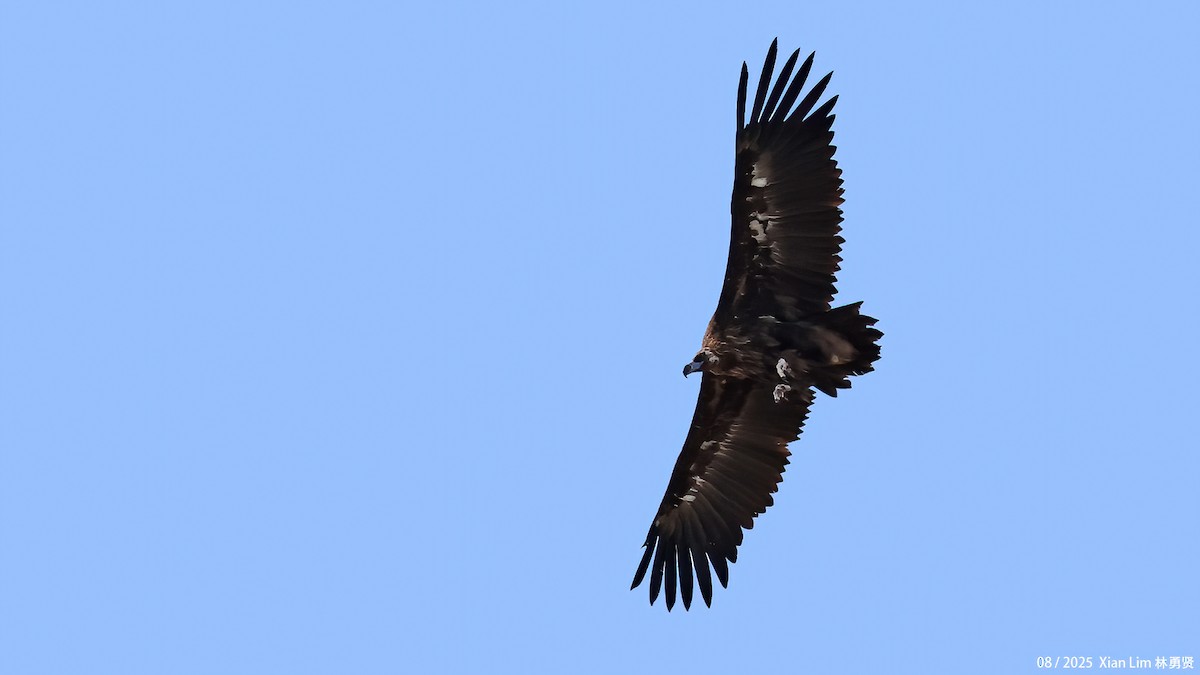 Cinereous Vulture - ML645782993
