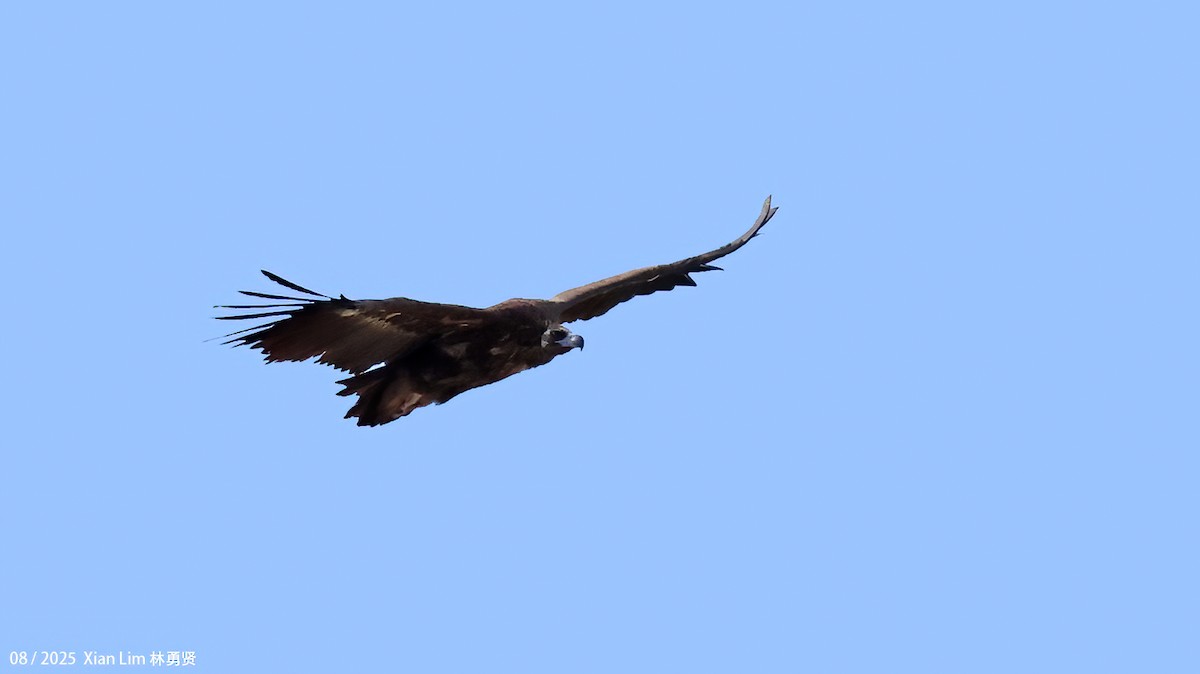 Cinereous Vulture - ML645782994