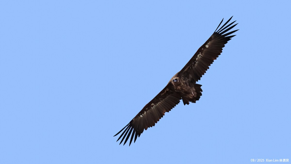 Cinereous Vulture - ML645782995