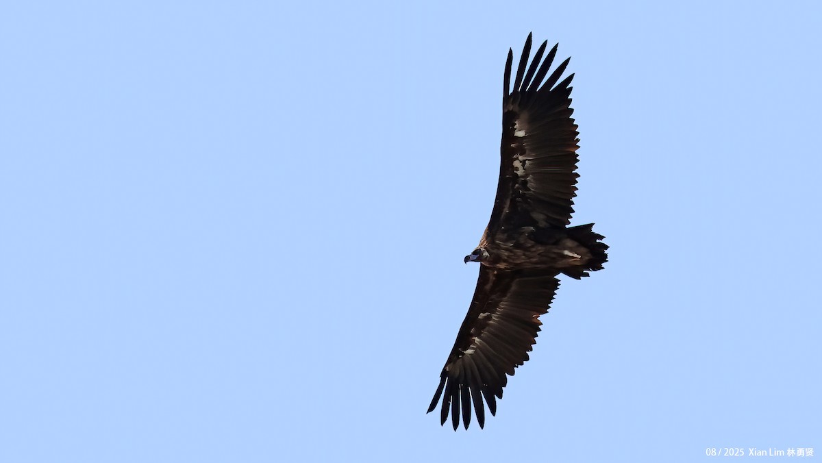 Buitre Negro - ML645782996